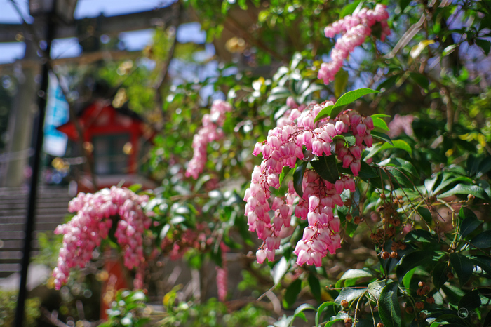 ペンタックス HD PENTAX-DA 35mmF2.8 Macro Limited ／ 京都 長岡